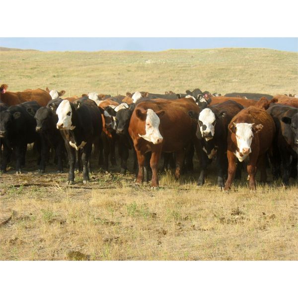 Forwood Livestock - 700# Heifers - 100 Head (Rockglen, SK)