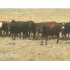 Image 2 : Forwood Livestock - 700# Heifers - 100 Head (Rockglen, SK)