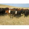 Image 3 : Forwood Livestock - 700# Heifers - 100 Head (Rockglen, SK)