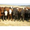 Image 4 : Forwood Livestock - 700# Heifers - 100 Head (Rockglen, SK)