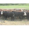 Image 6 : Forwood Livestock - 700# Heifers - 100 Head (Rockglen, SK)