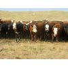 Image 1 : Forwood Livestock - 600# Heifers - 100 Head (Rockglen, SK)