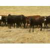 Image 2 : Forwood Livestock - 600# Heifers - 100 Head (Rockglen, SK)
