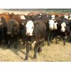 Image 5 : Forwood Livestock - 600# Heifers - 100 Head (Rockglen, SK)