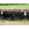 Image 6 : Forwood Livestock - 600# Heifers - 100 Head (Rockglen, SK)