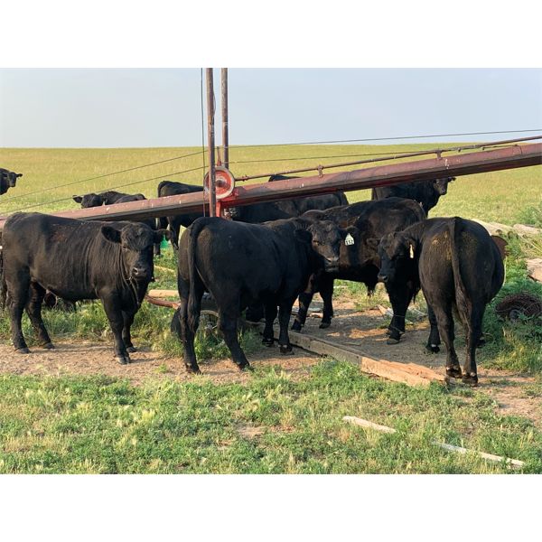 Regier Cattle Co. - 890# Steers - 130 Head (Wymark, SK)