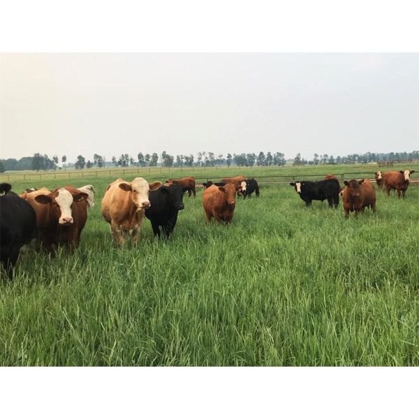 Stanley Bros. Ranching - 925# Steers - 70 Head (Peers, AB)