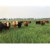 Image 1 : Stanley Bros. Ranching - 925# Steers - 70 Head (Peers, AB)