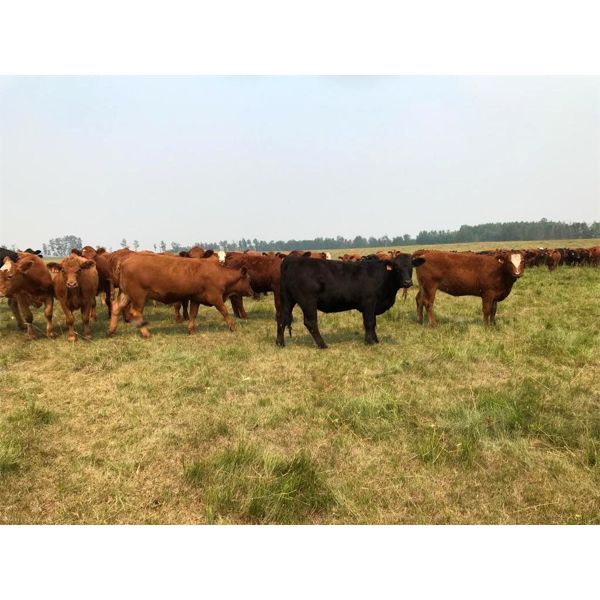 Stanley Bros. Ranching - 1000# Heifers - 130 Head (Peers, AB)