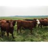 Image 3 : Stanley Bros. Ranching - 1000# Heifers - 130 Head (Peers, AB)