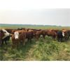 Image 4 : Stanley Bros. Ranching - 1000# Heifers - 130 Head (Peers, AB)