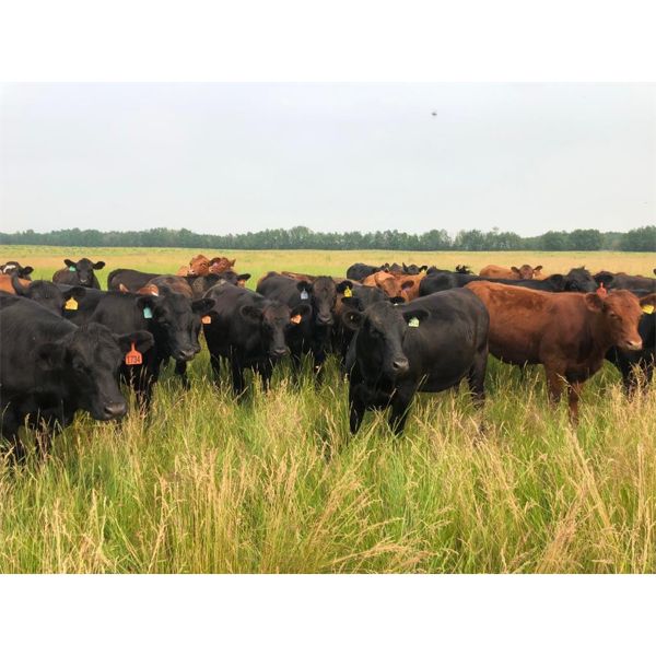Peterson Farms - 925# Heifers - 130 Head (Thorhild, AB)