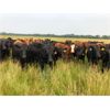 Image 2 : Peterson Farms - 925# Heifers - 130 Head (Thorhild, AB)