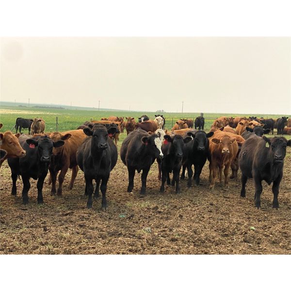 Lynden Land & Cattle - 800# Steers - 230 Head (Linden, AB)