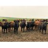 Image 1 : Lynden Land & Cattle - 800# Steers - 230 Head (Linden, AB)