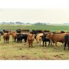 Image 5 : Lynden Land & Cattle - 800# Steers - 230 Head (Linden, AB)