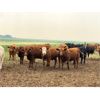 Image 6 : Lynden Land & Cattle - 800# Steers - 230 Head (Linden, AB)