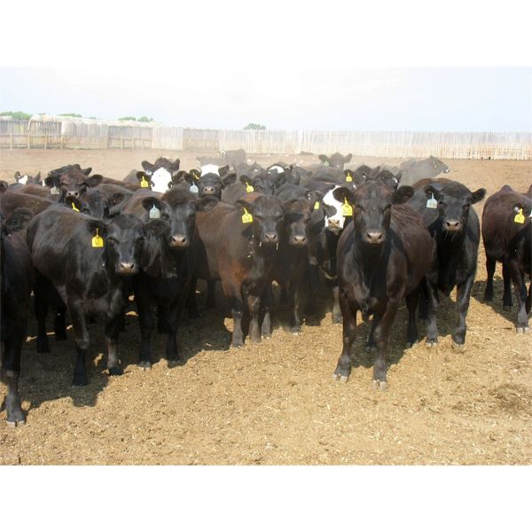 Little Rainbow Ranch - 900# Heifers - 140 Head (Moosomin, SK)