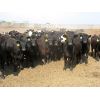 Image 1 : Little Rainbow Ranch - 900# Heifers - 140 Head (Moosomin, SK)