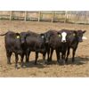Image 2 : Little Rainbow Ranch - 900# Heifers - 140 Head (Moosomin, SK)