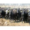Image 4 : Little Rainbow Ranch - 900# Heifers - 140 Head (Moosomin, SK)