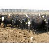 Image 5 : Little Rainbow Ranch - 900# Heifers - 140 Head (Moosomin, SK)