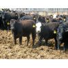 Image 6 : Little Rainbow Ranch - 900# Heifers - 140 Head (Moosomin, SK)