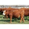 Image 6 : McIntyre Ranch - 935# Steers - 260 Head (Magrath, AB)