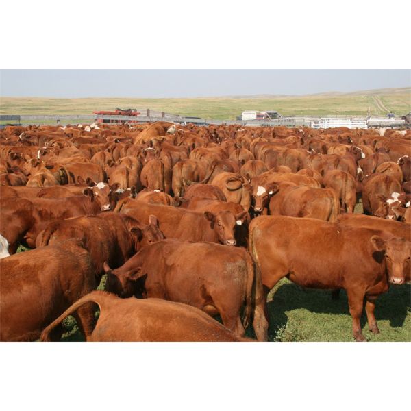 McIntyre Ranch - 935# Steers - 260 Head (Magrath, AB)