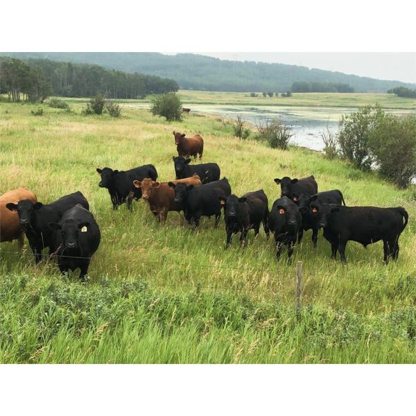 Dwayne Blackley - 1000# Steers - 110 Head (Paradise Valley, AB)