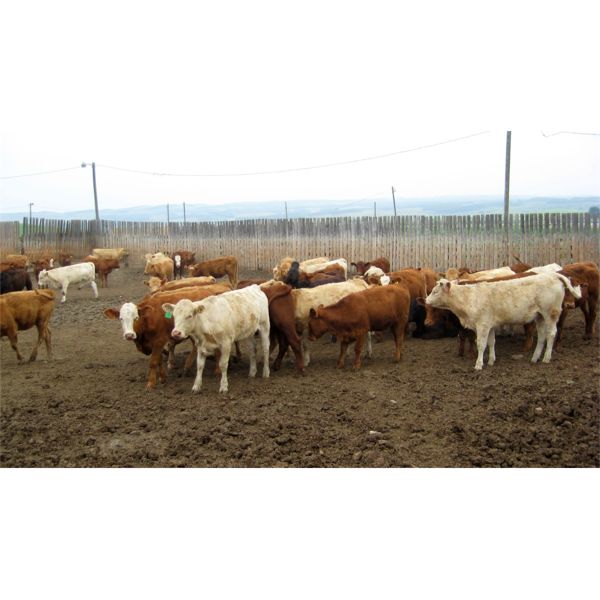 Chevoitte Hills Cattle - 800# Heifers - 135 Head (Paradise Valley, AB)