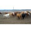Image 3 : Chevoitte Hills Cattle - 800# Heifers - 135 Head (Paradise Valley, AB)