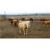 Image 4 : Chevoitte Hills Cattle - 800# Heifers - 135 Head (Paradise Valley, AB)