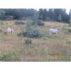 Image 5 : Ootsa Lake Cattle Co. - 980# Steers - 62 Head (Vanderhoof, BC)