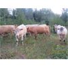 Image 8 : Ootsa Lake Cattle Co. - 980# Steers - 62 Head (Vanderhoof, BC)