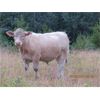 Image 10 : Ootsa Lake Cattle Co. - 880# Steers - 72 Head (Vanderhoof, BC)