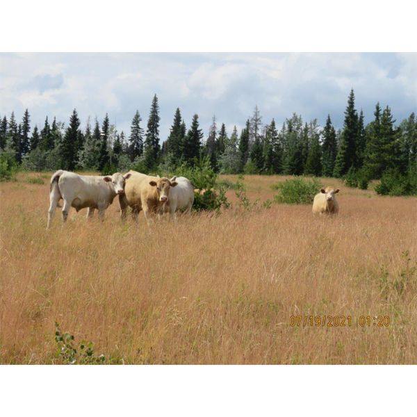 Ootsa Lake Cattle Co. - 880# Steers - 72 Head (Vanderhoof, BC)