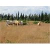 Image 1 : Ootsa Lake Cattle Co. - 880# Steers - 72 Head (Vanderhoof, BC)