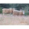 Image 2 : Ootsa Lake Cattle Co. - 880# Steers - 72 Head (Vanderhoof, BC)