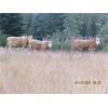 Image 3 : Ootsa Lake Cattle Co. - 880# Steers - 72 Head (Vanderhoof, BC)