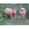 Image 6 : Ootsa Lake Cattle Co. - 880# Steers - 72 Head (Vanderhoof, BC)