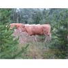 Image 7 : Ootsa Lake Cattle Co. - 880# Steers - 72 Head (Vanderhoof, BC)