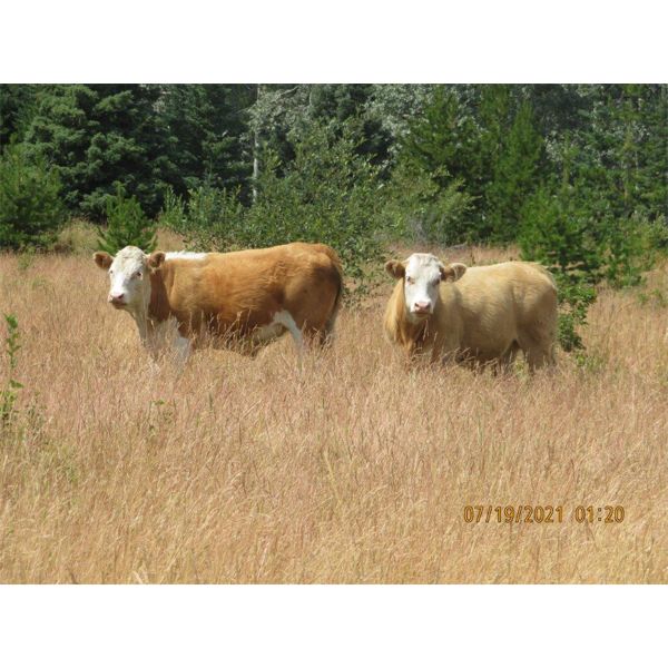 Ootsa Lake Cattle Co. - 880# Steers - 72 Head (Vanderhoof, BC)