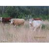 Image 2 : Ootsa Lake Cattle Co. - 880# Steers - 72 Head (Vanderhoof, BC)