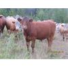 Image 3 : Ootsa Lake Cattle Co. - 880# Steers - 72 Head (Vanderhoof, BC)