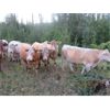 Image 4 : Ootsa Lake Cattle Co. - 880# Steers - 72 Head (Vanderhoof, BC)