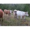 Image 5 : Ootsa Lake Cattle Co. - 880# Steers - 72 Head (Vanderhoof, BC)
