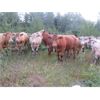 Image 6 : Ootsa Lake Cattle Co. - 880# Steers - 72 Head (Vanderhoof, BC)