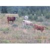Image 8 : Ootsa Lake Cattle Co. - 880# Steers - 72 Head (Vanderhoof, BC)