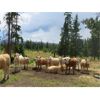 Image 10 : Ootsa Lake Cattle Co. - 780# Heifers - 80 Head (Vanderhoof, BC)